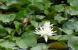Water Lily