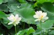 Water Lilies