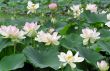 Water Lilies