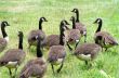 Geese