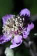 Blackberry flower