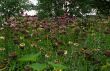Echinacea