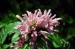 Pink Flower