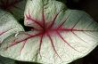 Large Leaf
