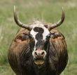 Fat Bull