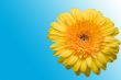 The isolated flower of a gerbera on a blue background.