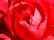 red beautiful close-up rose