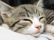 little kitten sleeping