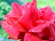 rose with rain drops