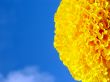 yellow saffron on the blue sky