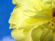 yellow dahlia
