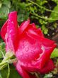 red rose with rain drops