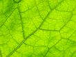 green close-up leaf