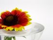 flower in the glass cup
