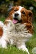 Kooijker dog with a ball