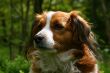Dog portrait