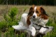Dog lying down
