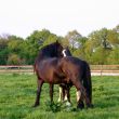 horses grooming