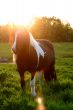 Sunset horse