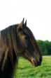 Frisian horse