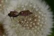 A bugs love