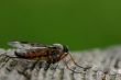 Fly macro