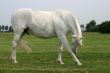 Scratching grey horse
