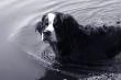 Swimming bernese mountain dog