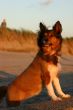 Young pup at sea