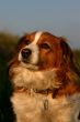 Kooijker dog