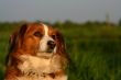 Kooijker dog with sunset