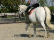 Horseriding