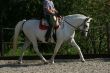 Dressage horse