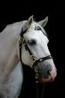 Friendly grey andalusian