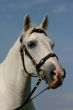 Noble horse portrait