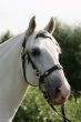 Dreamy andalusian horse