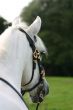 Andalusian: backview
