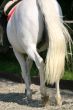 Dressage, leg details
