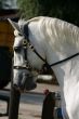 Dressage, head close-up