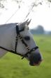 Light green horse portrait