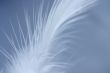 little white feather