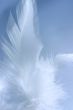 little white feather