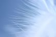 little white feather