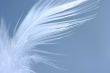 little white feather