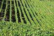 Vineyards