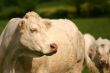 Cow and flies.