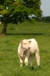 White calf