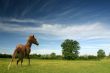 Pony in a green field