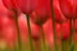 Abstract tulips