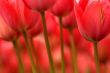 Stems and flowers